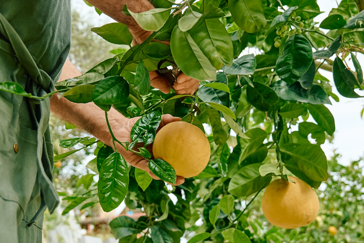 When & How to Trim Citrus Trees in Arizona