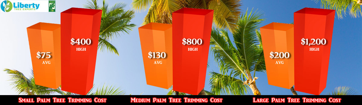 Palm Tree Trimming Costs - Small Medium & Large