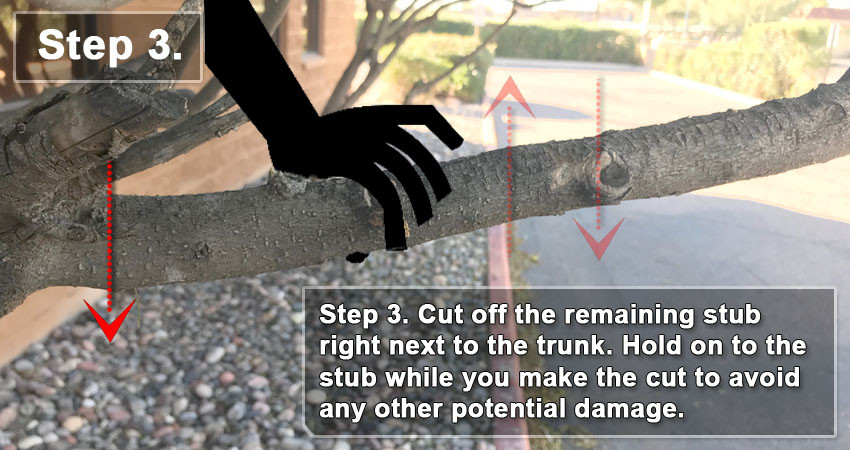 Step 3 - Make Your Final Cut Right Next To The Trunk