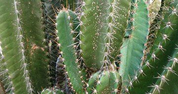 Cactus Removal Scottsdale, Mesa, Tempe