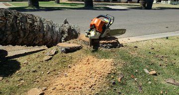Tree Removal Scottsdale, Mesa, Tempe