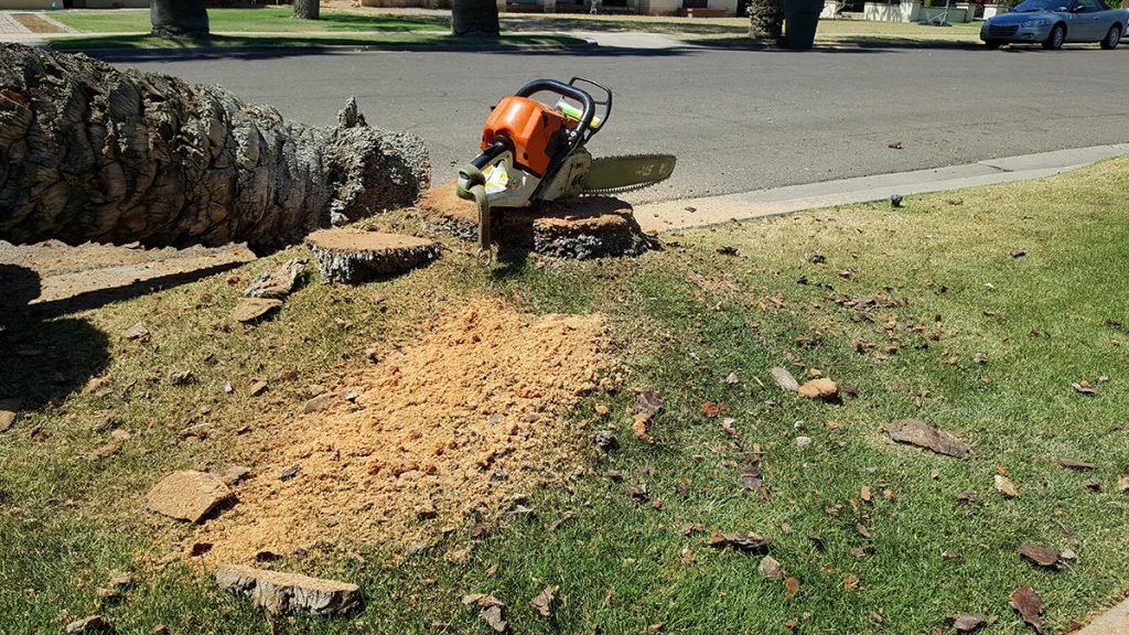 Mesquite Tree Trimming Costs Arizona 2026