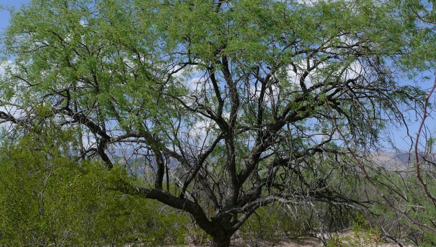 Growing Mesquite Trees in Phoenix, AZ