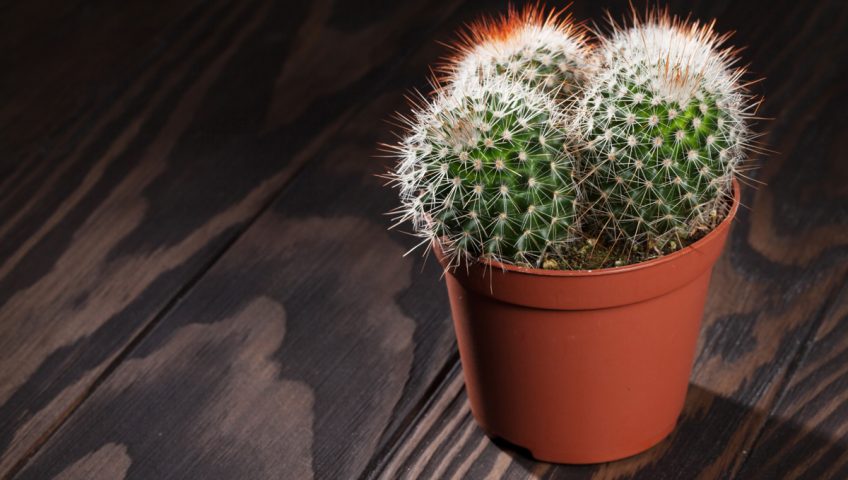 How To Save A Dying Cactus