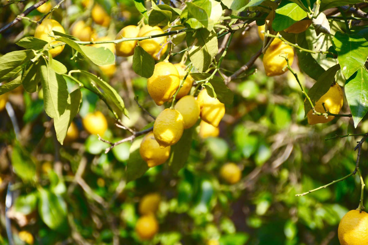 can-you-grow-lemon-trees-in-arizona-scottsdale-tree-co-blog