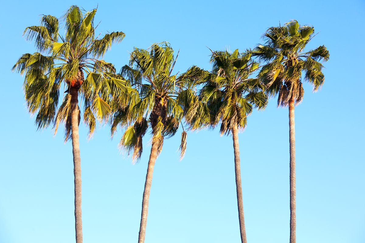 Do Palm Trees Grow Towards The Sun at Eleanor Mercer blog