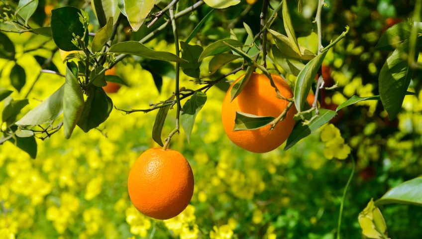 All You Need To Know About Fruit Trees In Arizona