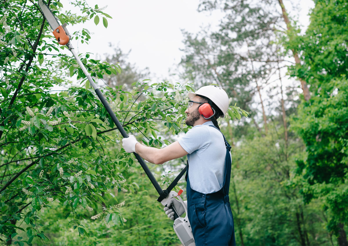 Tree Trimming Vs Tree Pruning Liberty Tree Experts