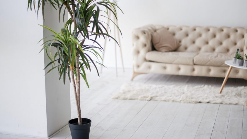 How To Take Care Of Indoor Palm Tree