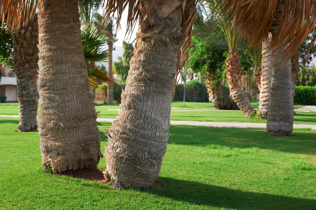 How Deep Are Palm Tree Roots