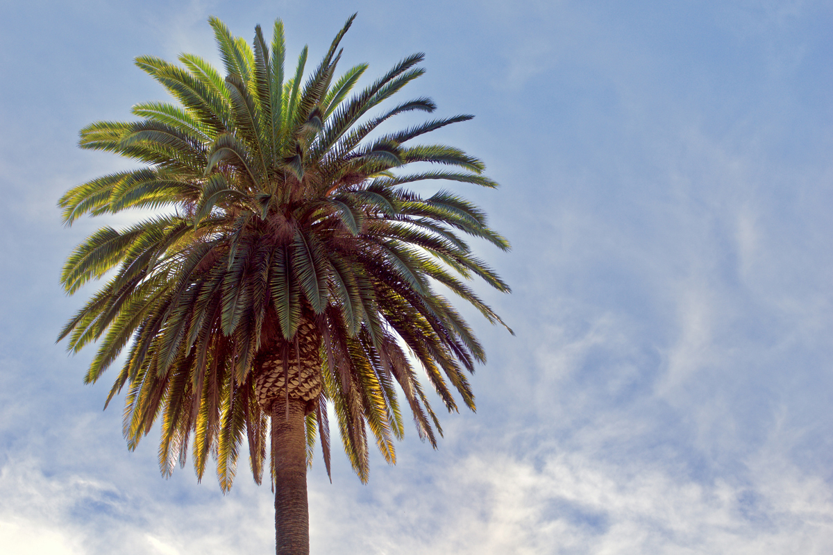 How To Trim A Queen Palm Tree