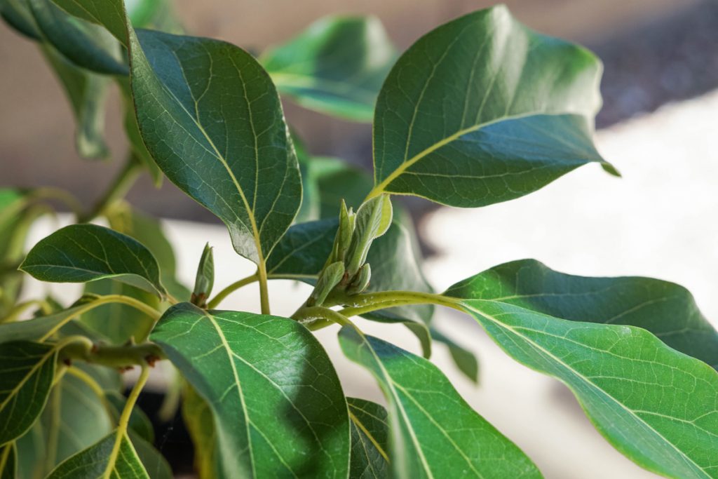 Trimming Avocado Trees