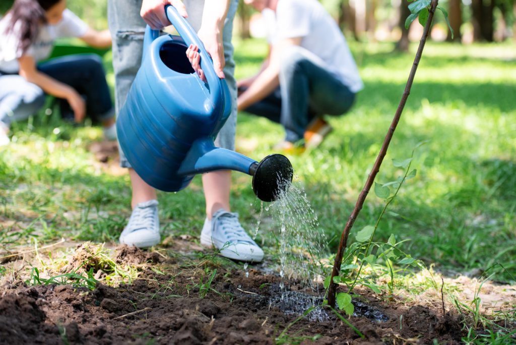 Tips For Watering Trees in Arizona