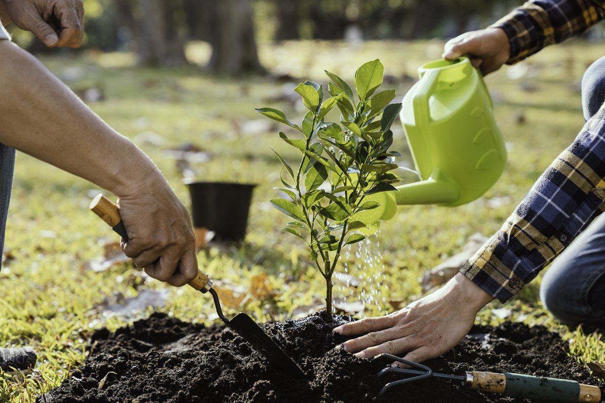 How Soon After Stump Grinding Can You Plant