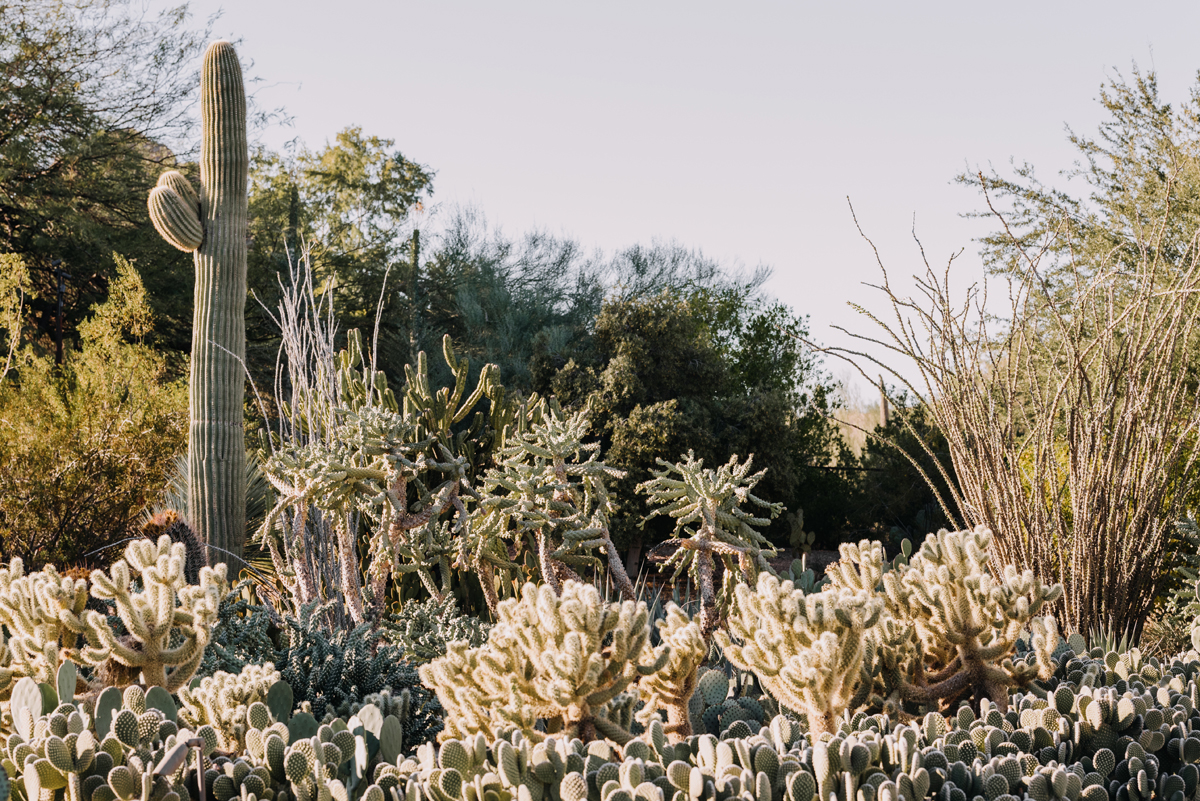 Plants That Grow Well In Arizona Full Sun