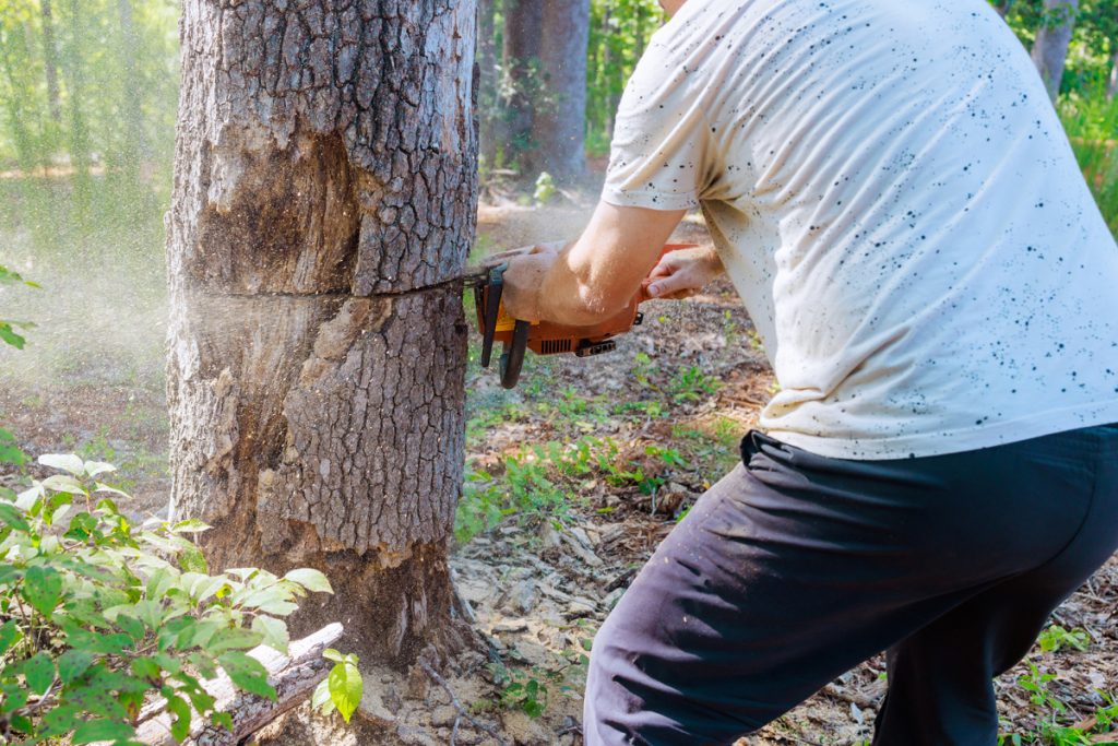 Never Do This When Cutting Down A Tree