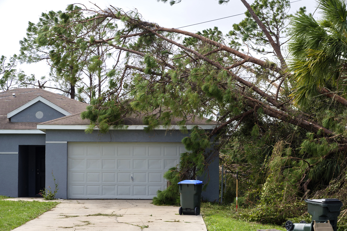 What-To-Do-If-A-Tree-Falls-On-Your-House