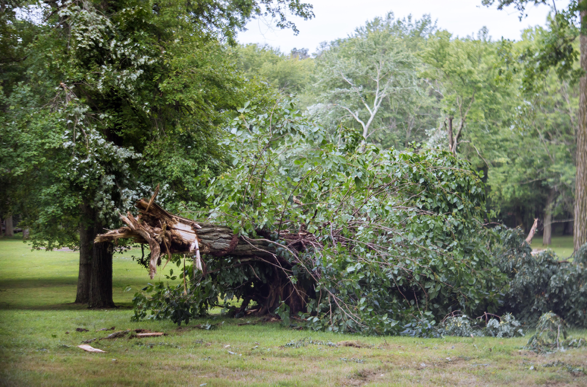 Will Homeowners Insurance Pay For Tree Removal