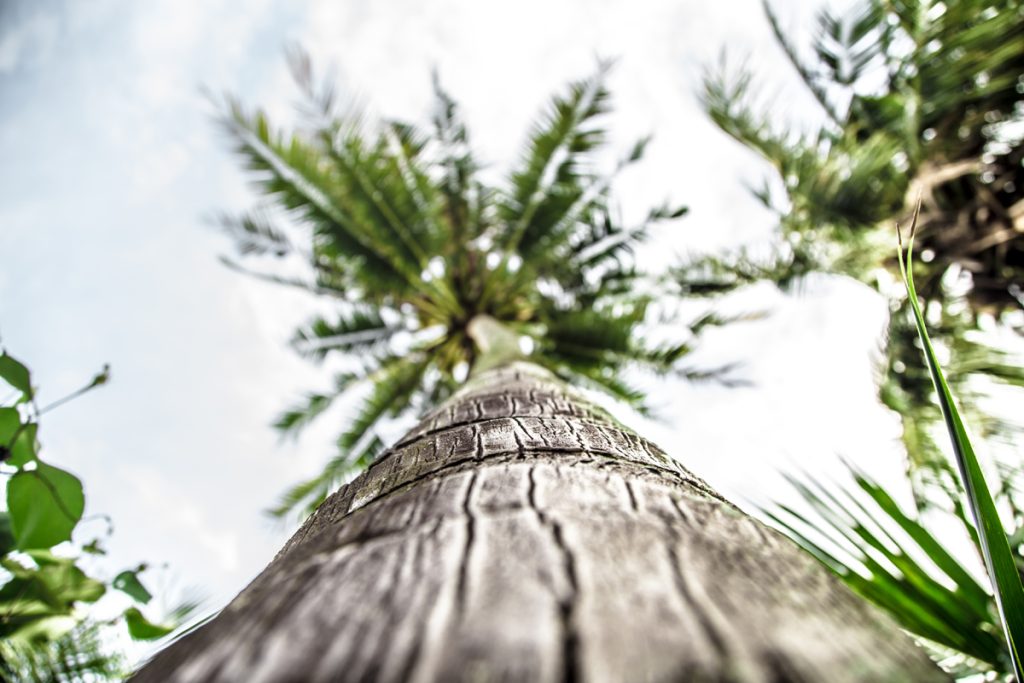 How-To-Trim-A-Palm-Tree-Trunk