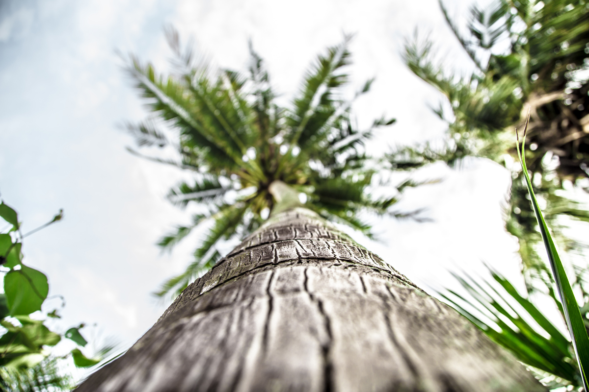 How-To-Trim-A-Palm-Tree-Trunk