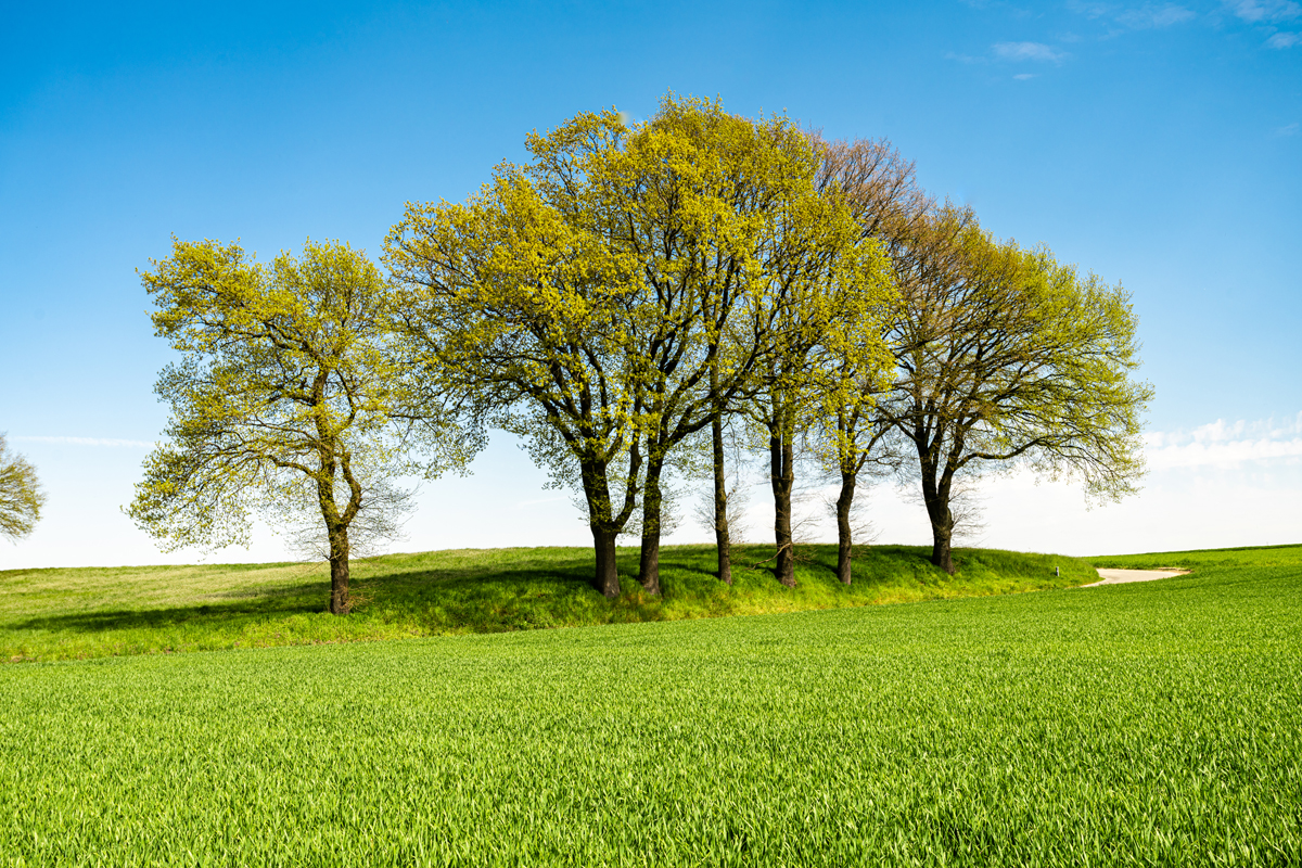 Tree Quotes