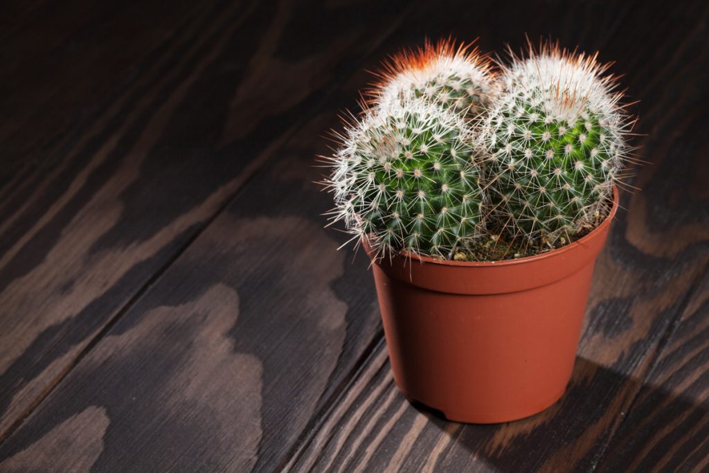 How-To-Save-A-Dying-Cactus