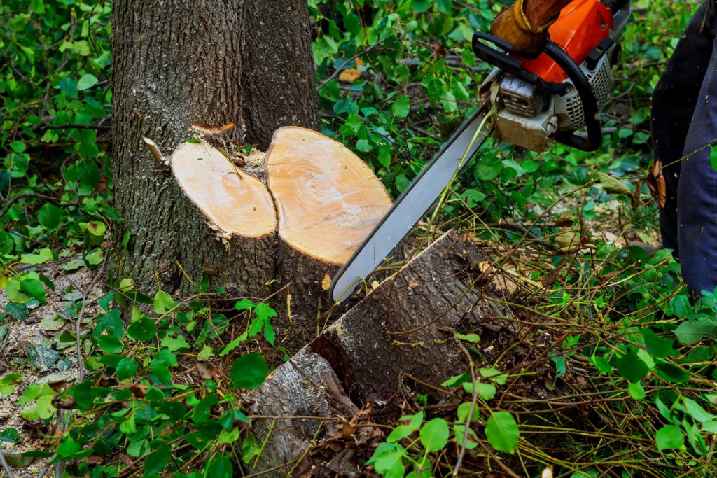 How-To-Cut-A-Leaning-Tree
