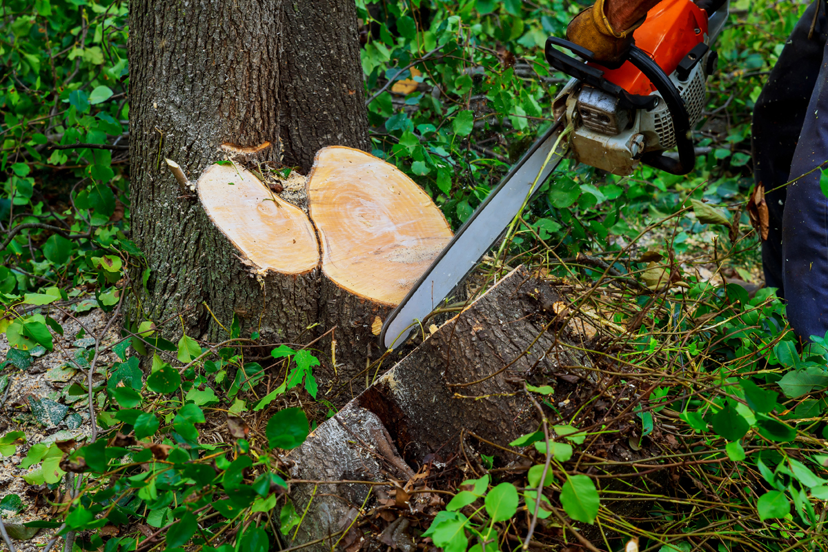 How-To-Cut-A-Leaning-Tree