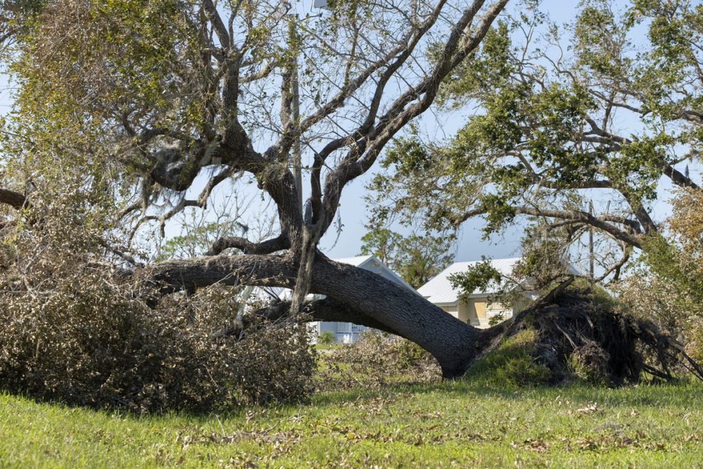 Does Insurance Cover Storm Damage To Trees