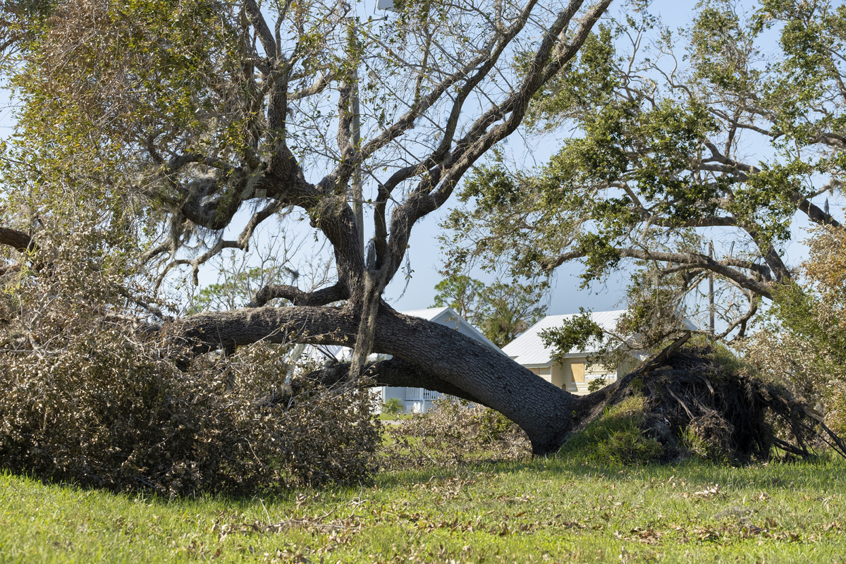 Does Insurance Cover Storm Damage To Trees