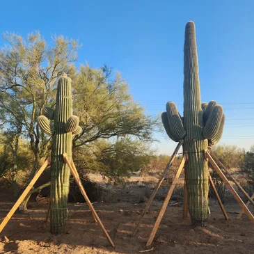 Saguaros